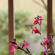 5月のnanacafeは深緑真っ盛りの絶景カフェでした。季節ごとのアートと景色を楽しみに来てください。