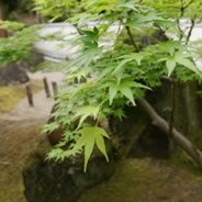 5月のnanacafeは深緑真っ盛りの絶景カフェでした。季節ごとのアートと景色を楽しみに来てください。