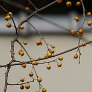 ところどころに秋を感じる花や風。街中では感じられない音や色、香りを楽しんでいただけます。